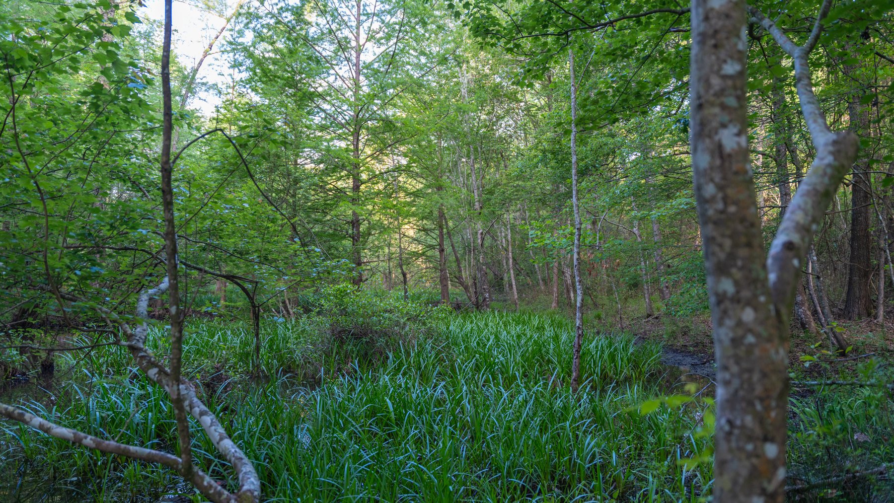 Image for 45+/- Acres - Fowl Hill Farms - Recreational Property w/ Row Crop Farmland