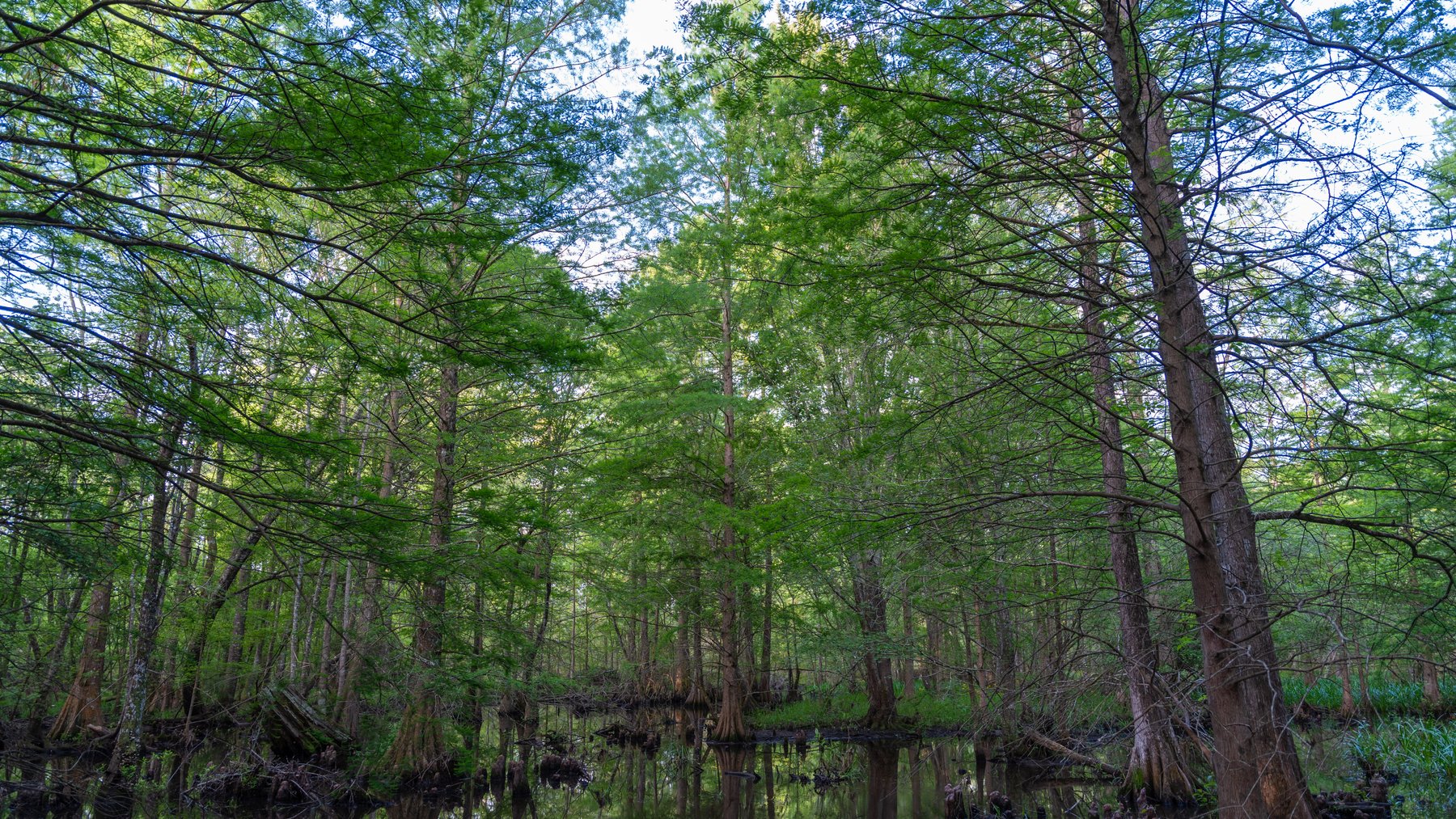 Image for 45+/- Acres - Fowl Hill Farms - Recreational Property w/ Row Crop Farmland