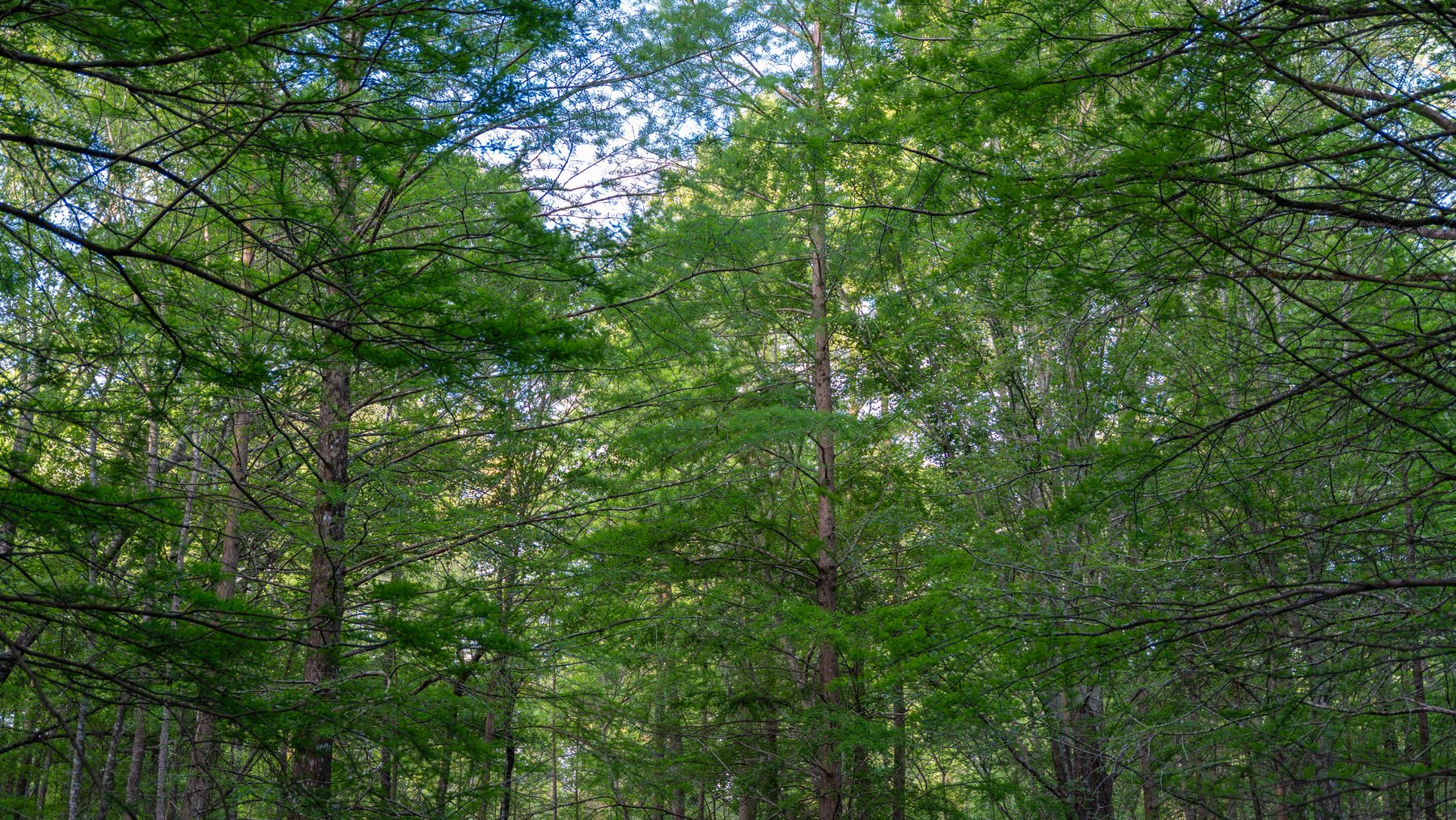 Image for 45+/- Acres - Fowl Hill Farms - Recreational Property w/ Row Crop Farmland