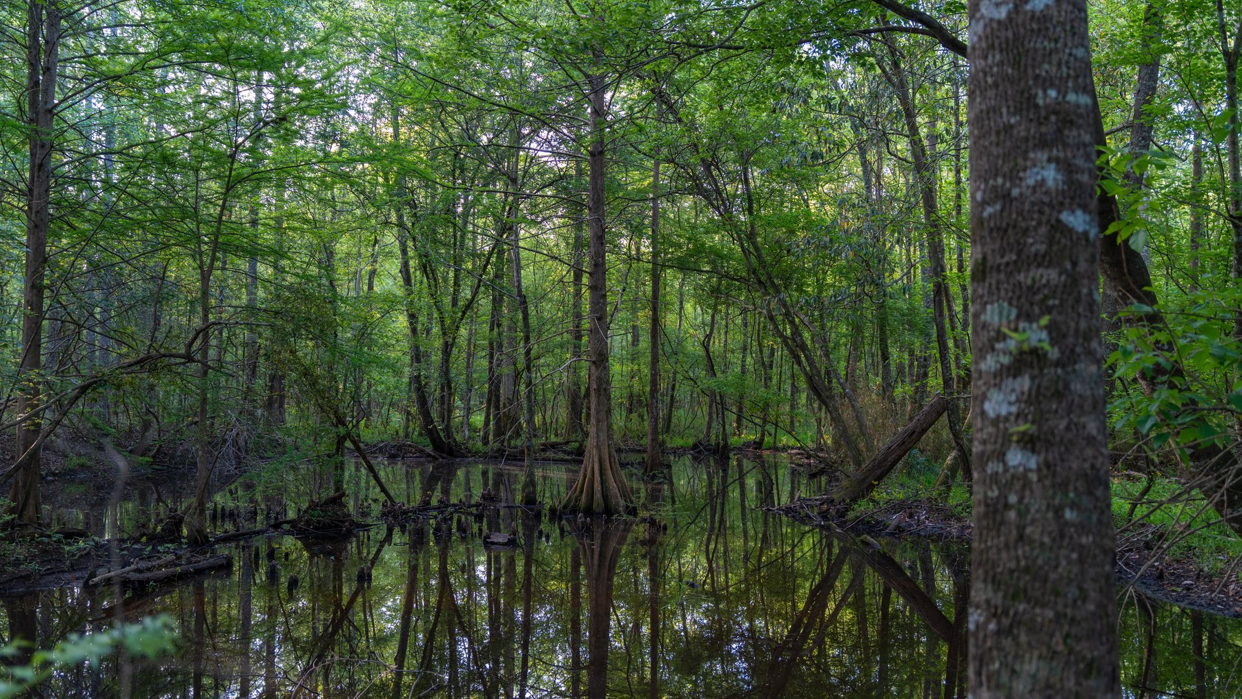 Image for 45+/- Acres - Fowl Hill Farms - Recreational Property w/ Row Crop Farmland