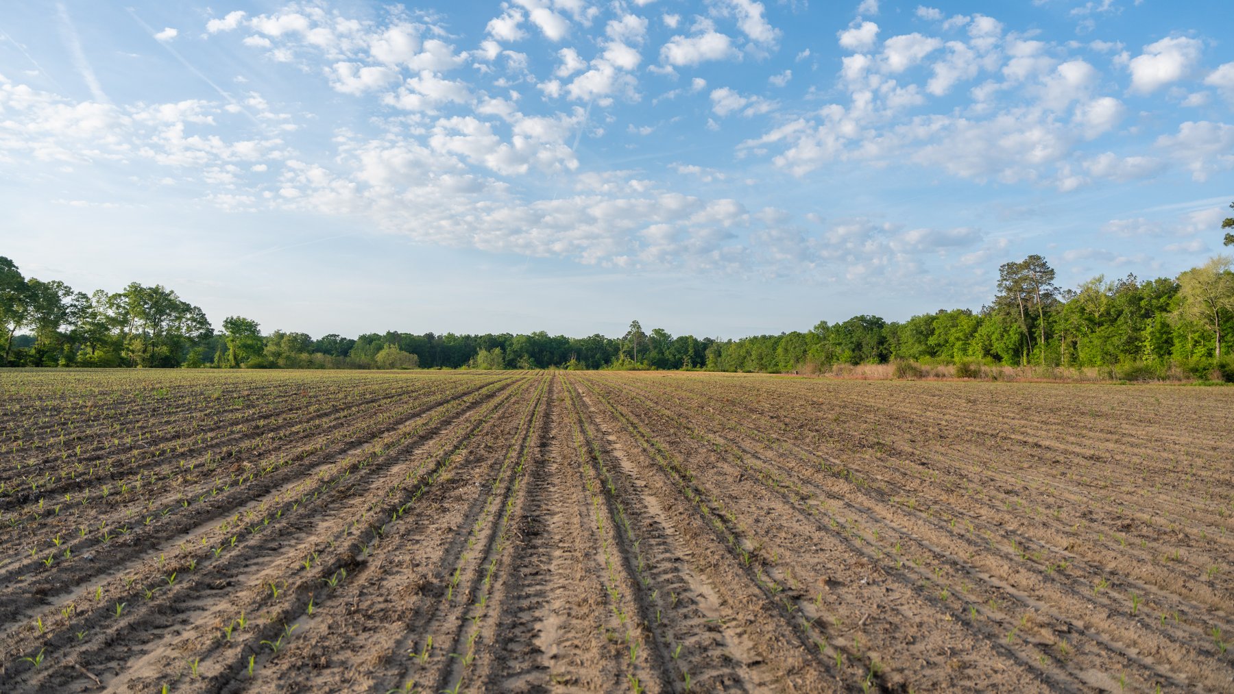 Image for 45+/- Acres - Fowl Hill Farms - Recreational Property w/ Row Crop Farmland