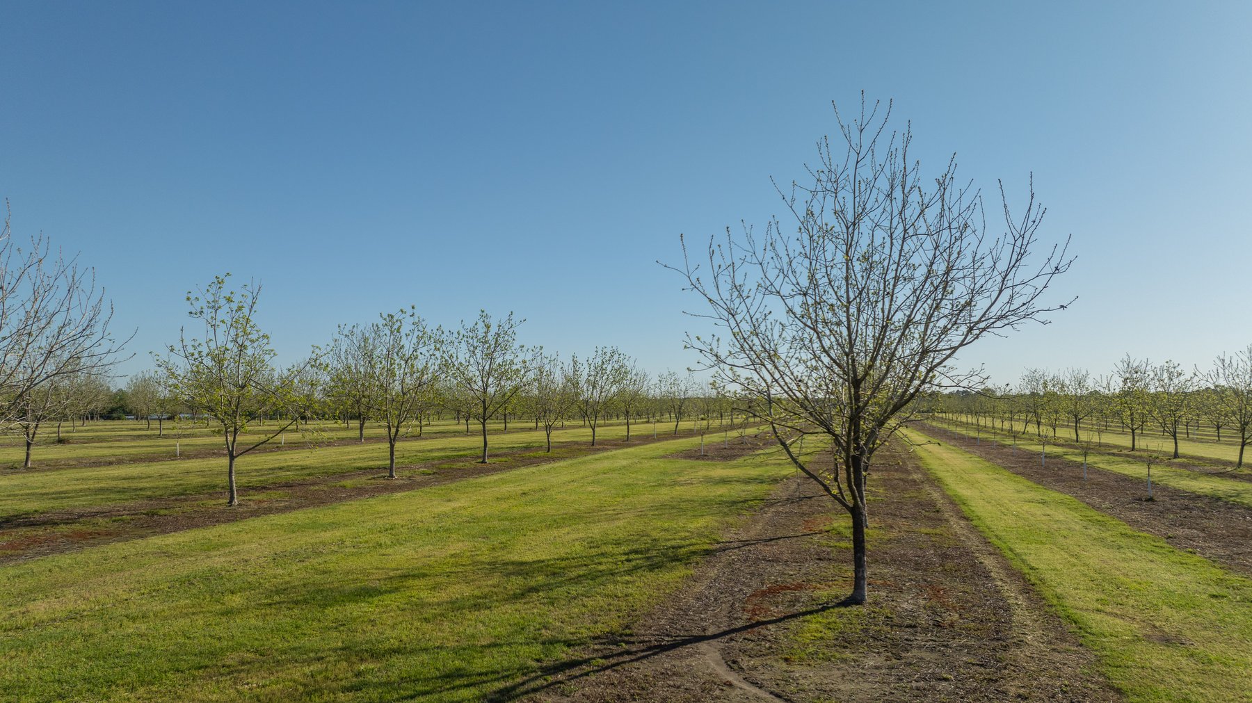 Image for 58+/- Acres - The Sealy Tract - Weybrenee Farms