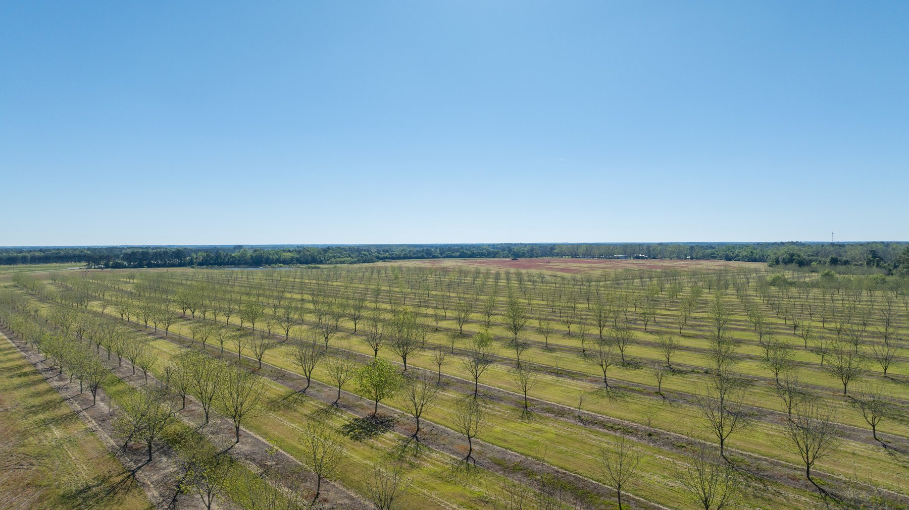 Image for 58+/- Acres - The Sealy Tract - Weybrenee Farms