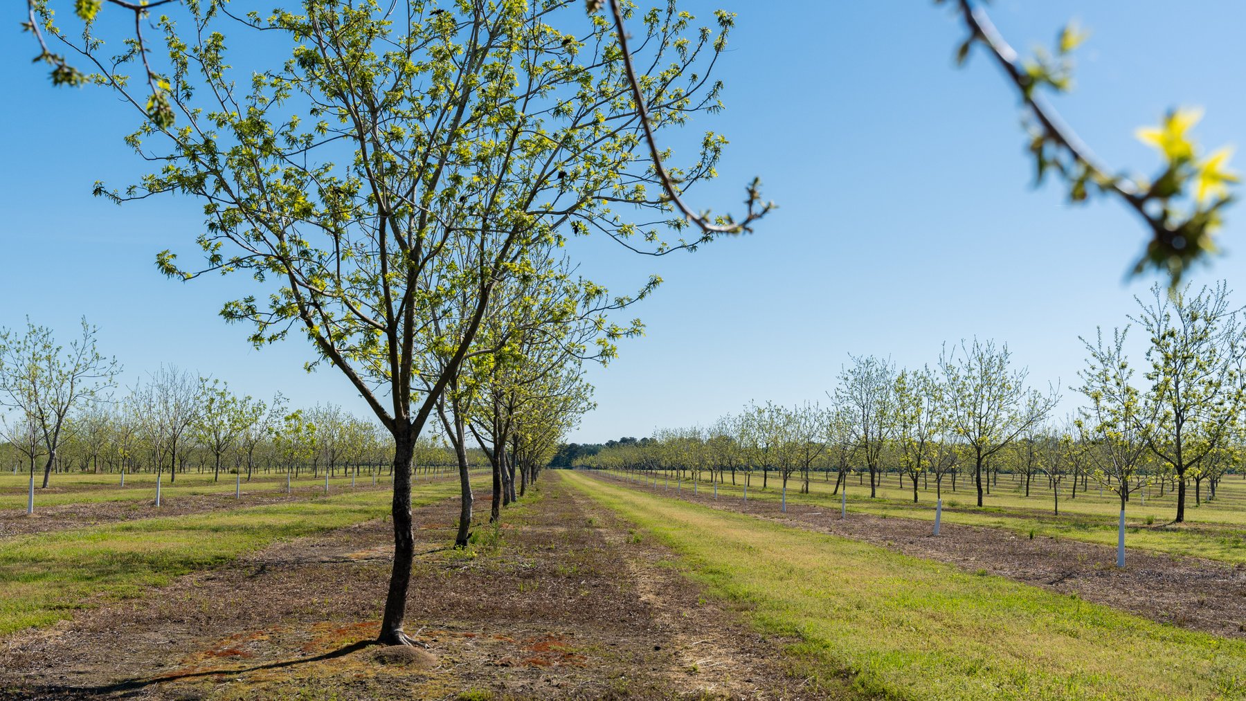 Image for 58+/- Acres - The Sealy Tract - Weybrenee Farms