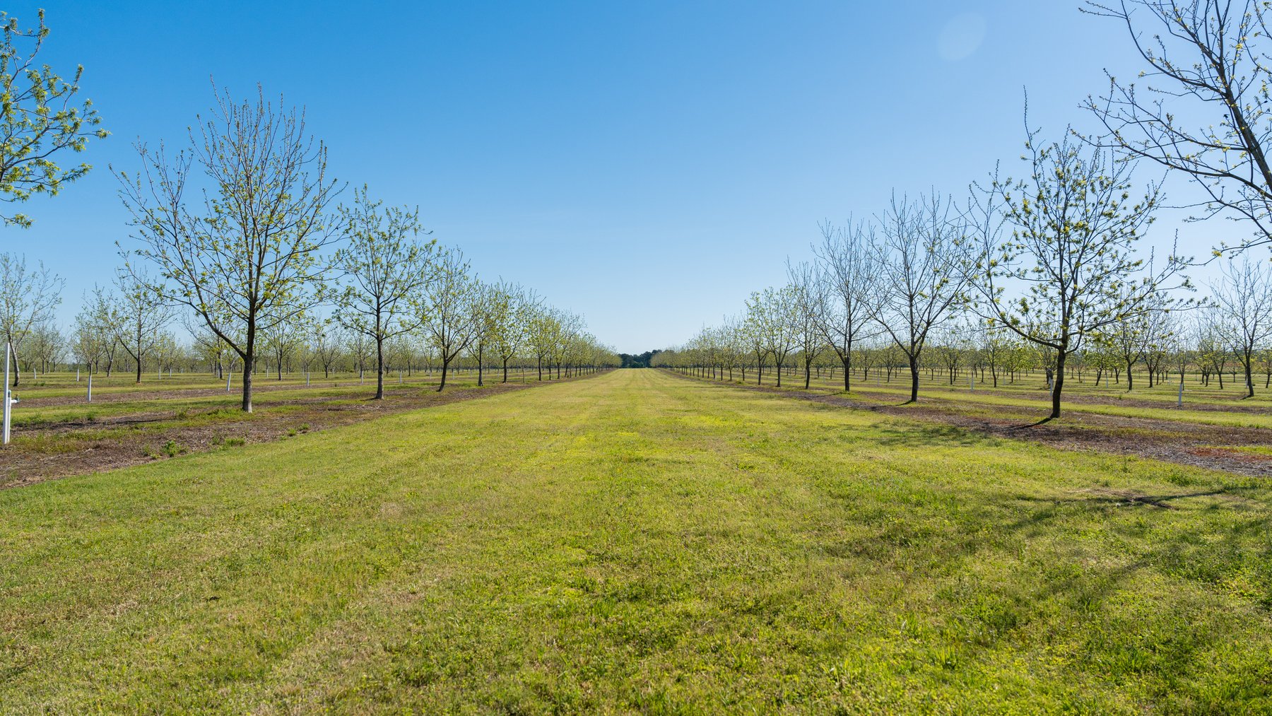 Image for 58+/- Acres - The Sealy Tract - Weybrenee Farms