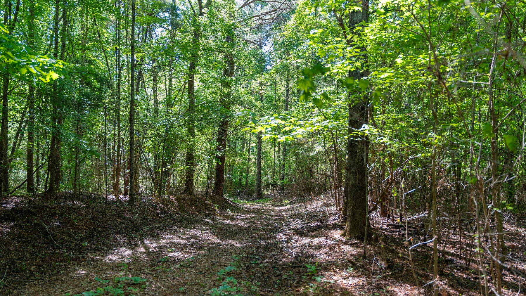 Image for Tobler Creek Place - 107.55 +/- Total Acres - Pristine Recreational Acreage w/ Homesite Potential