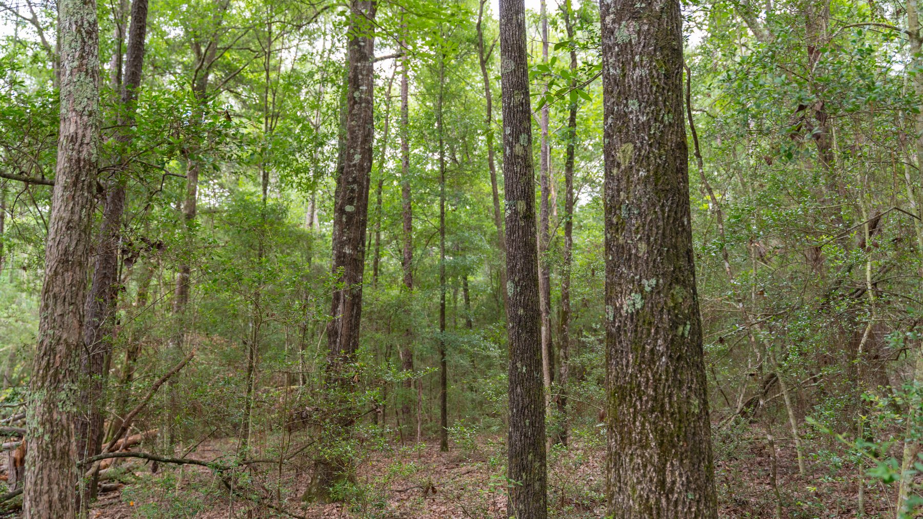 Image for Frank Bullard Trust - 60+/- Acre Recreational Timber Tract w/ Prime Hunting Opportunity