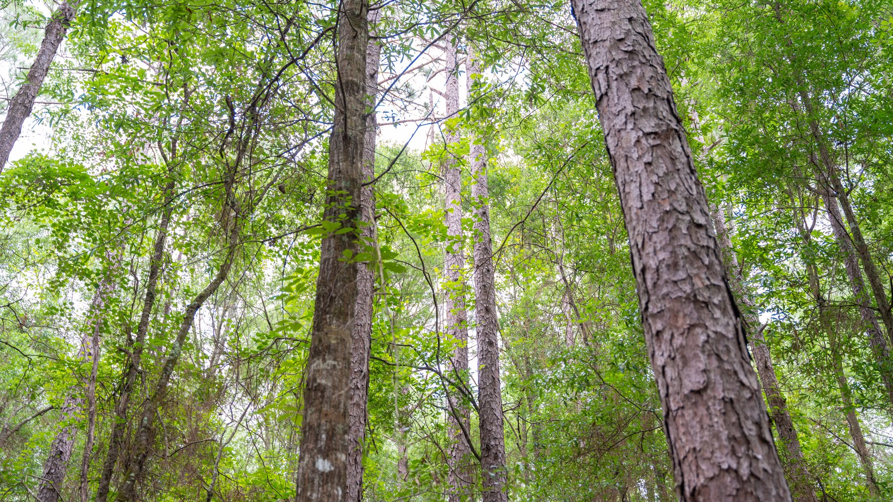 Image for Frank Bullard Trust - 60+/- Acre Recreational Timber Tract w/ Prime Hunting Opportunity