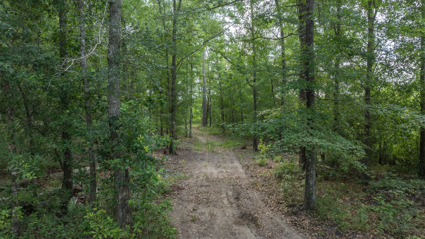 Image for The Grady Pines Tract - 32 +/- Total Acres - Prime Recreational Acreage with Homesite Potential