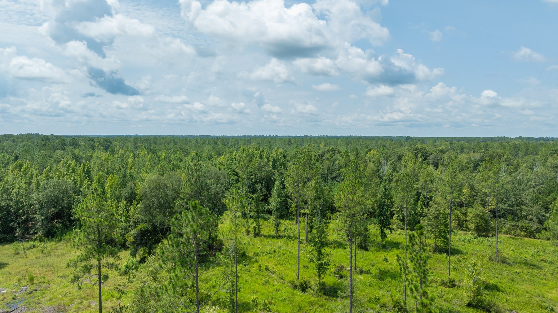 Image for 207+/- Acres in Lowndes County - Tremendous Development Potential