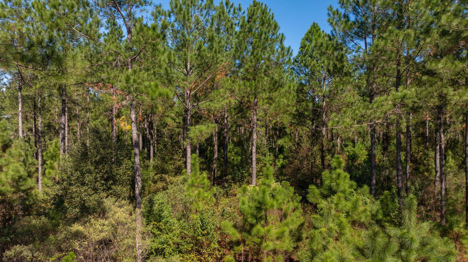 Image for 95+/- Acres - Musgrove Estate - Planted Pine Timber Investment - Sportsman's Paradise