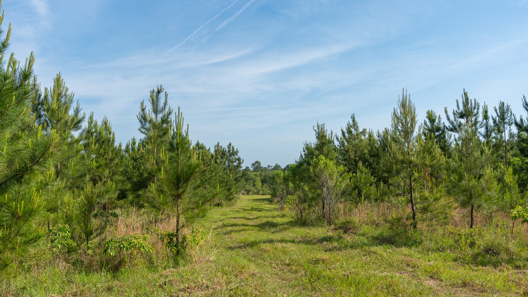 Image for 195+/- Total Acres - Premium Recreational Tract - Trophy Whitetails, Stocked Ponds & Plantation Pines