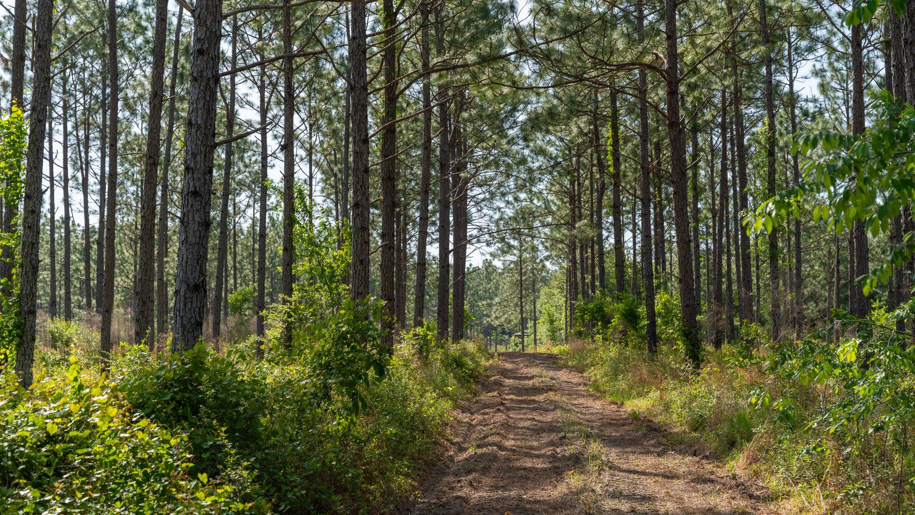 Image for 195+/- Total Acres - Premium Recreational Tract - Trophy Whitetails, Stocked Ponds & Plantation Pines