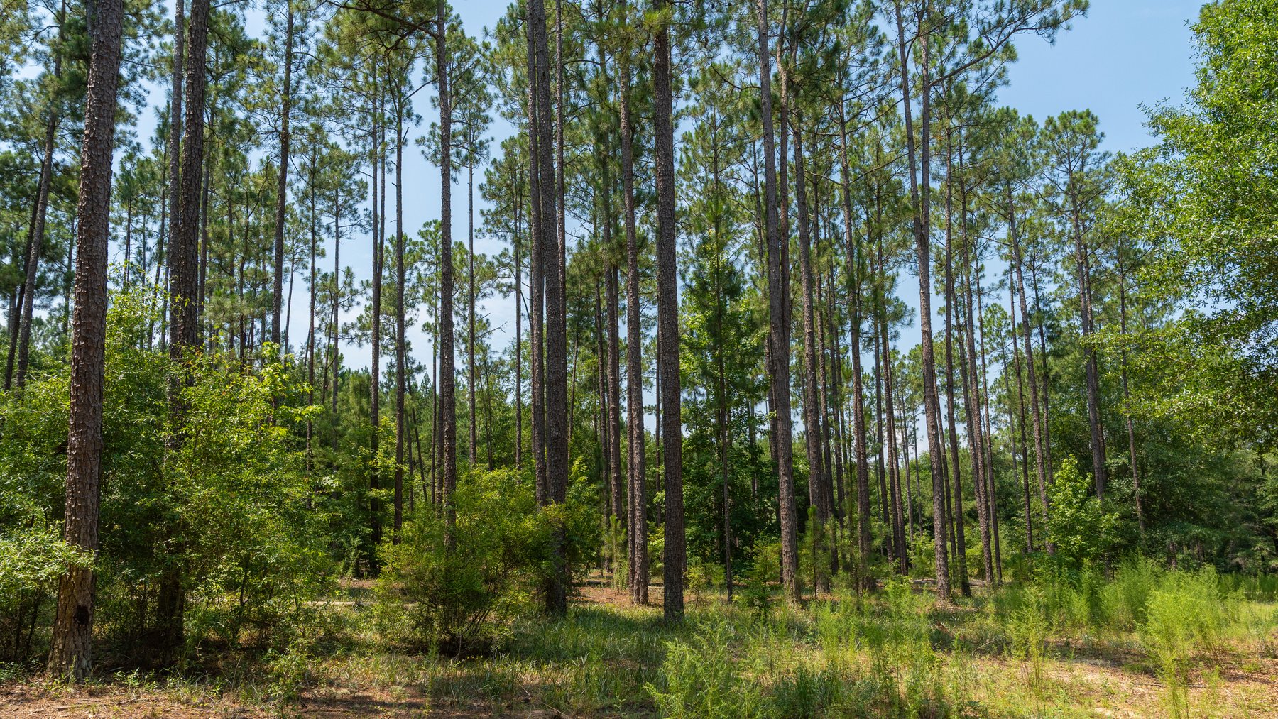 Image for The Minick Place - 204+/- Total Acres - Premium Recreational Tract - Row Crop Farmland - Choctahatchee Creek Frontage