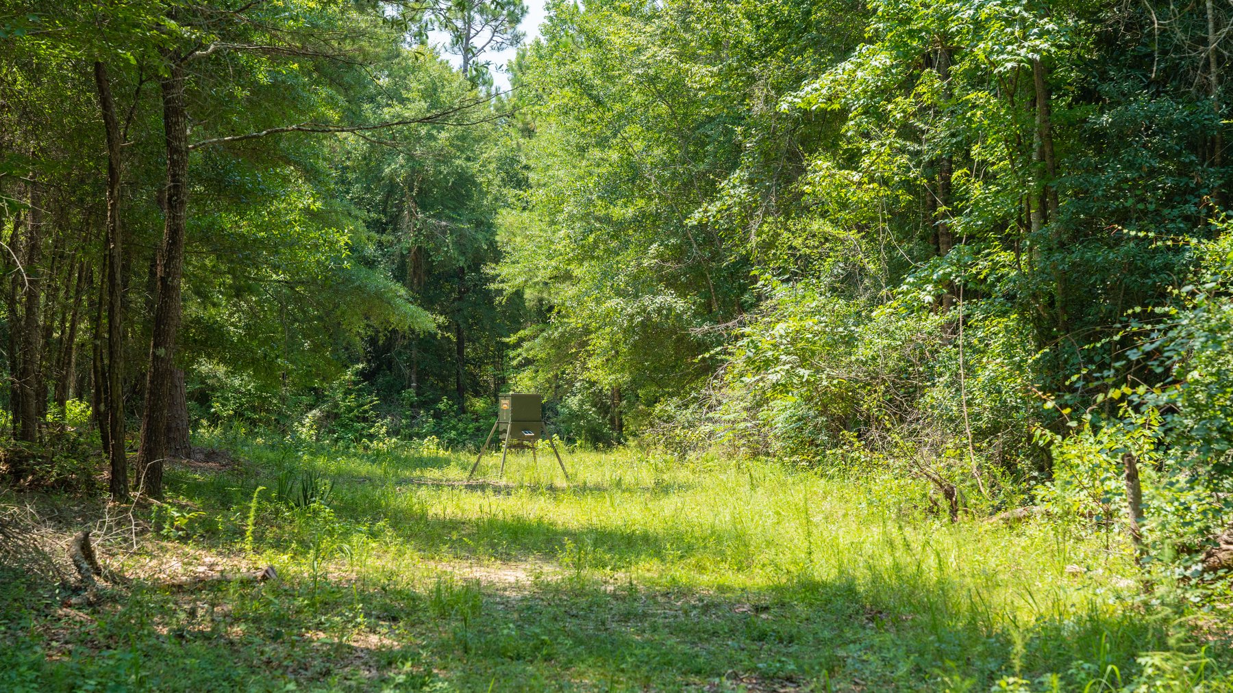 Image for The Minick Place - 204+/- Total Acres - Premium Recreational Tract - Row Crop Farmland - Choctahatchee Creek Frontage