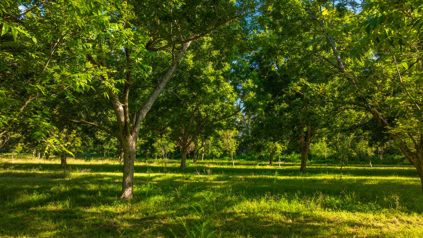 Image for 59± Acres - Owens Orchard - Mini Farm & Estate Potential - Irrigated Pecan Orchard with Wooded Uplands - Strong Investment Appeal