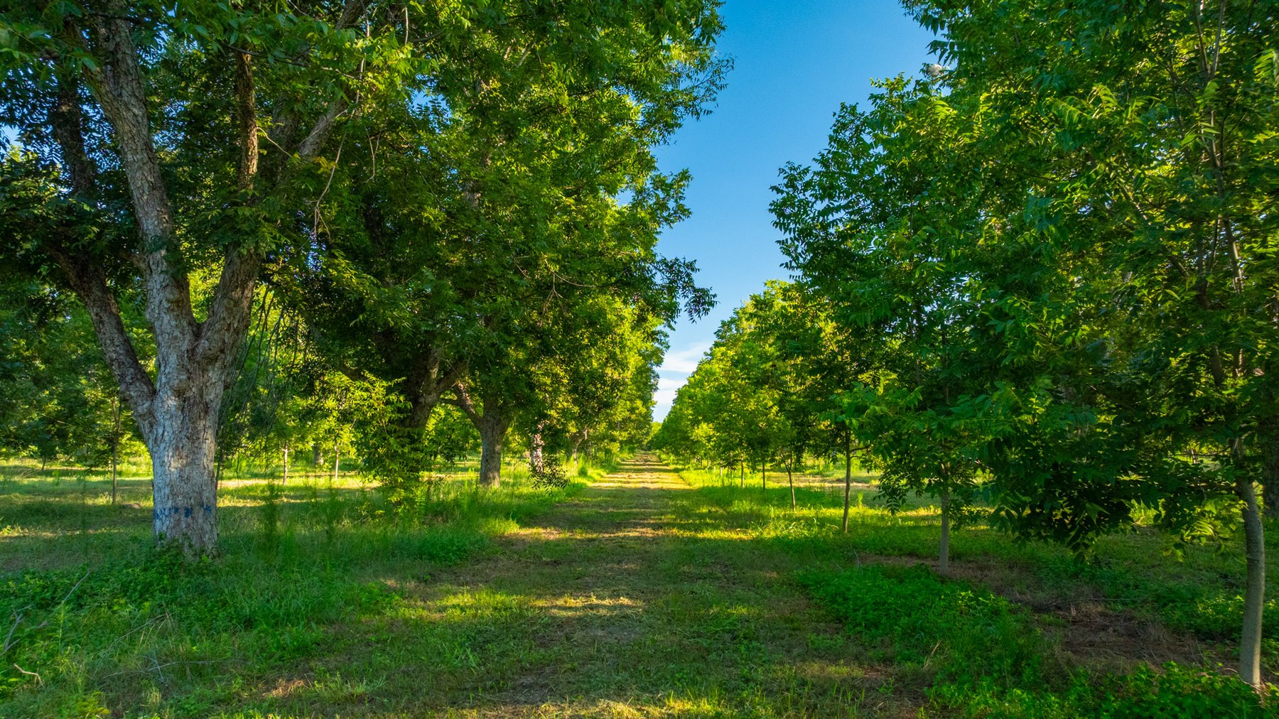 Image for 440± Acres - 7 Rock & Ganas Orchard - Exceptional Road Frontage w/ Mini-Farm Potential & Residential Lots - Irrigated Pecan Orchard with Strong Varieties