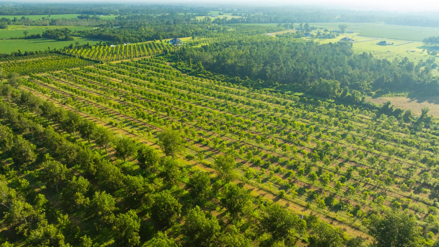 Image for 440± Acres - 7 Rock & Ganas Orchard - Exceptional Road Frontage w/ Mini-Farm Potential & Residential Lots - Irrigated Pecan Orchard with Strong Varieties