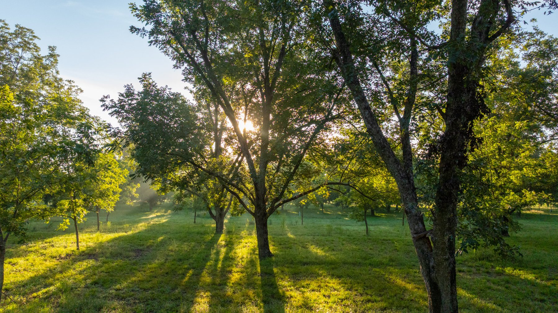 Image for 163± Acres - Chason Orchard - Ideal for Residential Homesites, Estate Lots & Expansion Opportunities - Irrigated Orchard with Home, Ample Frontage & Wooded Tracts