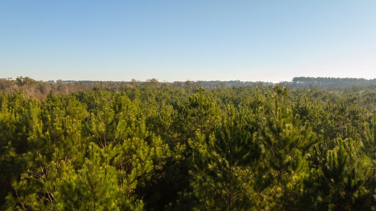 Image for 253+/- Acres - Bear Creek Farm - Sportsman’s Paradise w/ Row Crop Farmland - Premium Hunting & Creek Frontage - Offered Divided & as a whole