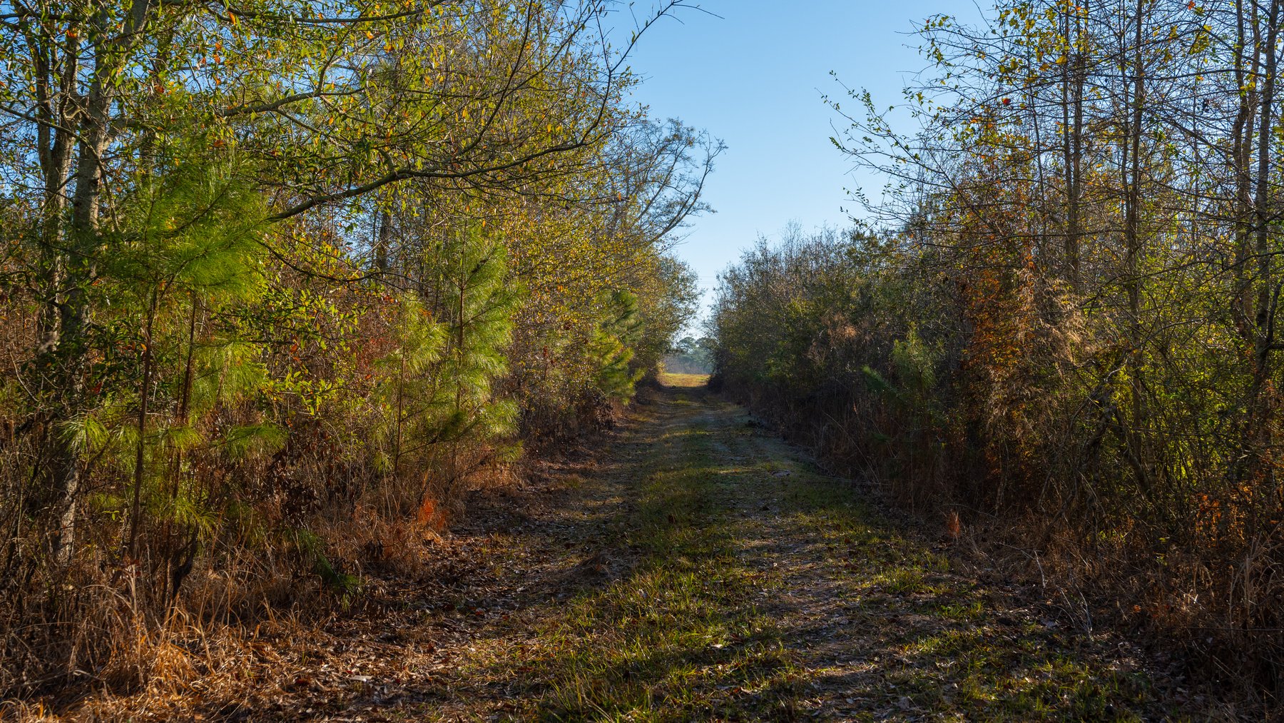 Image for 253+/- Acres - Bear Creek Farm - Sportsman’s Paradise w/ Row Crop Farmland - Premium Hunting & Creek Frontage - Offered Divided & as a whole