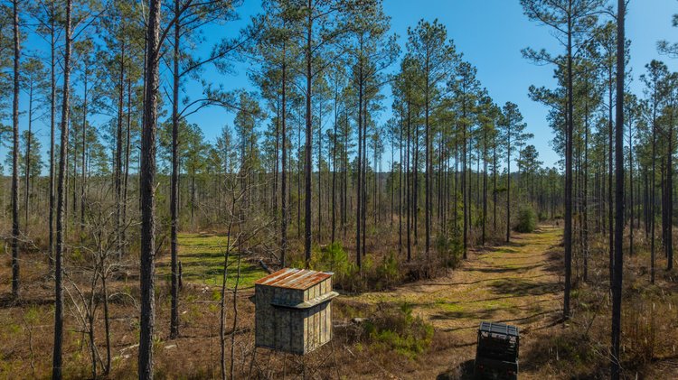 Image for Jefferson Tract - 693± Total Acres - Exceptional Timber Investment - Plantation Pines & Lanahassee Creek Frontage - Offered Divided 7 As A Whole