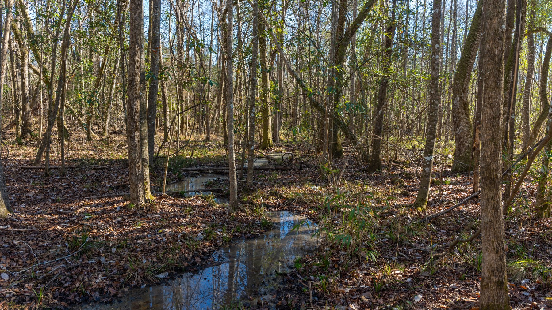 Image for King Tract - 775± Total Acres - Premium Plantation Tract - Large Timber Investment - Choctahatchee Creek Frontage - Offered Divided & As A Whole