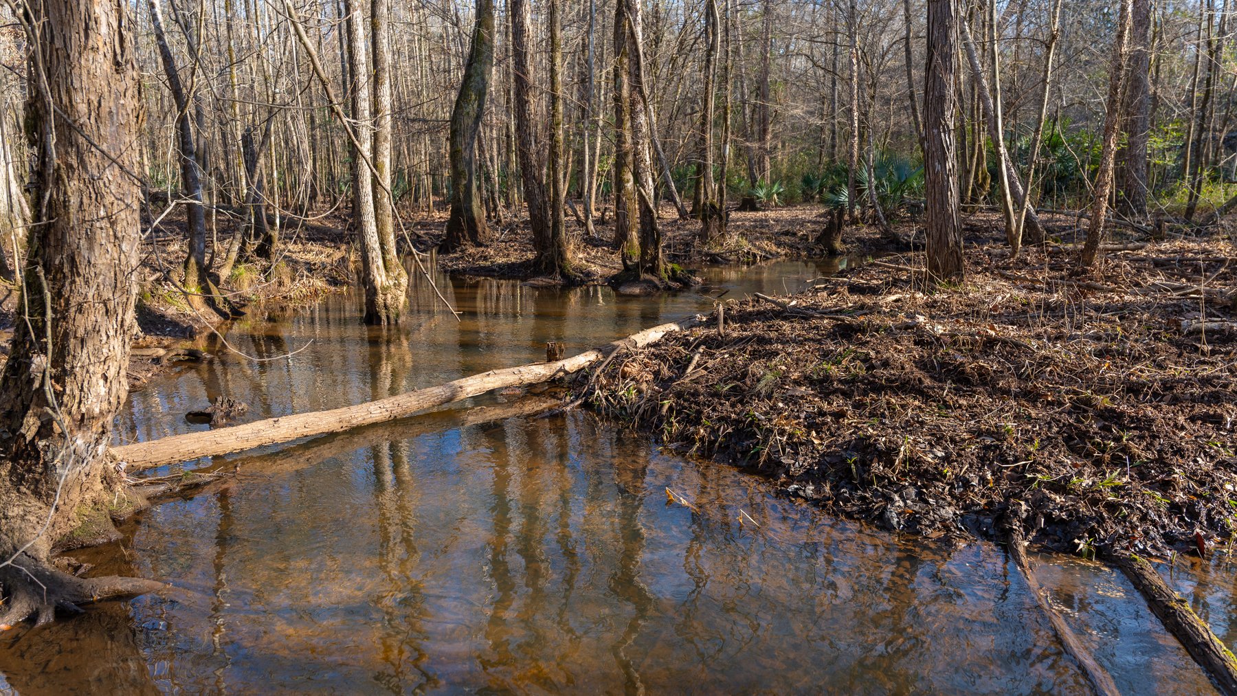 Image for King Tract - 775± Total Acres - Premium Plantation Tract - Large Timber Investment - Choctahatchee Creek Frontage - Offered Divided & As A Whole