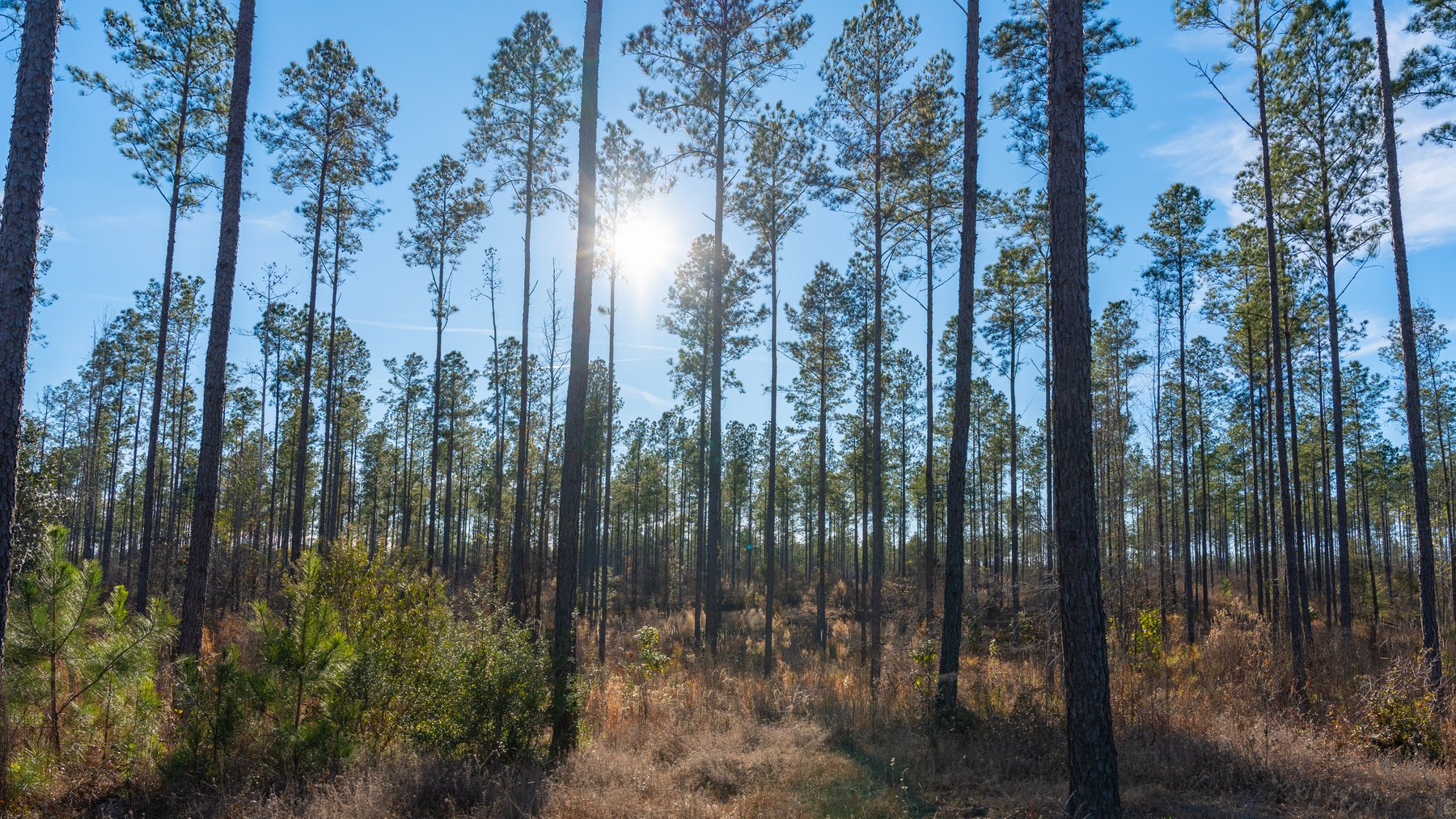 Image for King Tract - 775± Total Acres - Premium Plantation Tract - Large Timber Investment - Choctahatchee Creek Frontage - Offered Divided & As A Whole