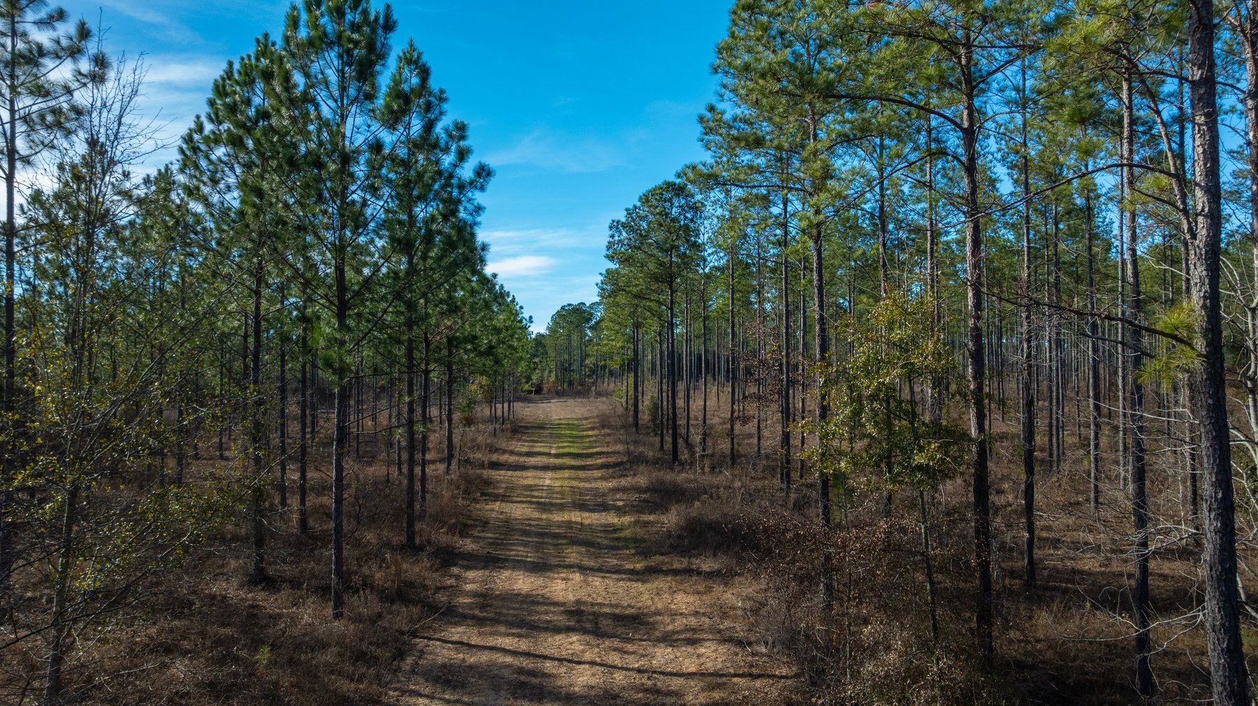 Image for King Tract - 775± Total Acres - Premium Plantation Tract - Large Timber Investment - Choctahatchee Creek Frontage - Offered Divided & As A Whole
