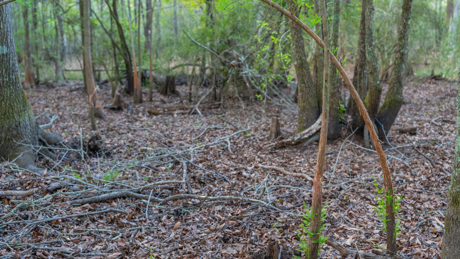 Image for Gregory Tract - Tison Estate - 333±  Total Acres - Premium Recreational Tract W/ Row Crop Farmland - Borders Aultman Forrest - Offered in Two Tracts