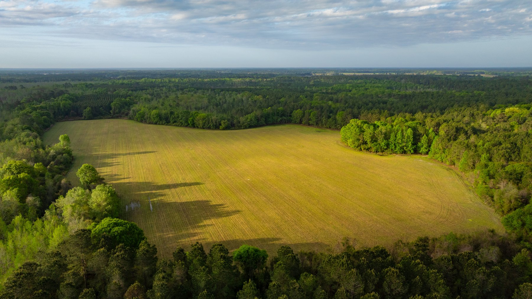 Image for Gregory Tract - Tison Estate - 333±  Total Acres - Premium Recreational Tract W/ Row Crop Farmland - Borders Aultman Forrest - Offered in Two Tracts