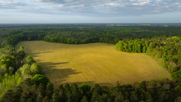 Image for Gregory Tract - Tison Estate - 333±  Total Acres - Premium Recreational Tract W/ Row Crop Farmland - Borders Aultman Forrest - Offered in Two Tracts