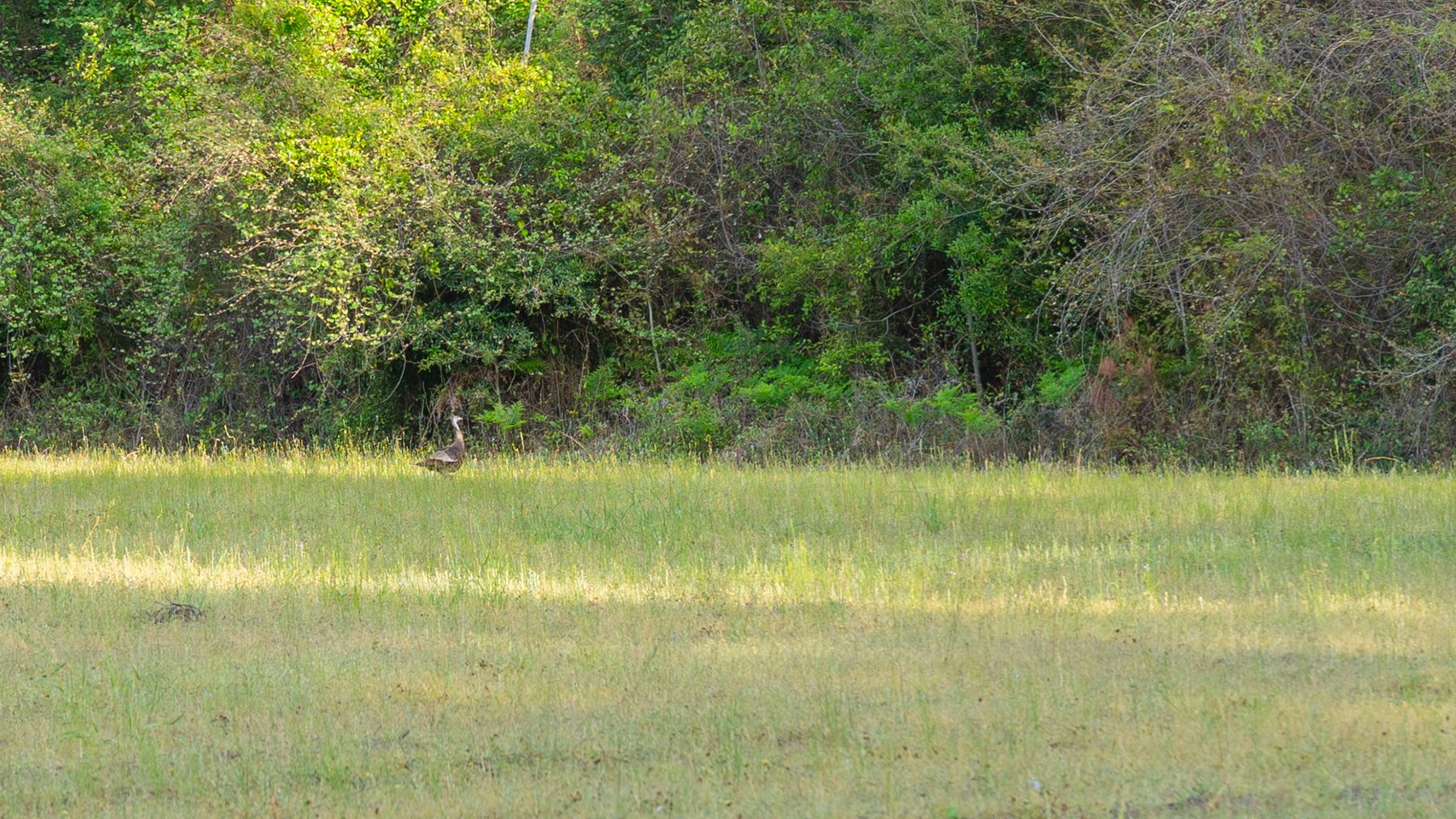Image for Gregory Tract - Tison Estate - 333±  Total Acres - Premium Recreational Tract W/ Row Crop Farmland - Borders Aultman Forrest - Offered in Two Tracts