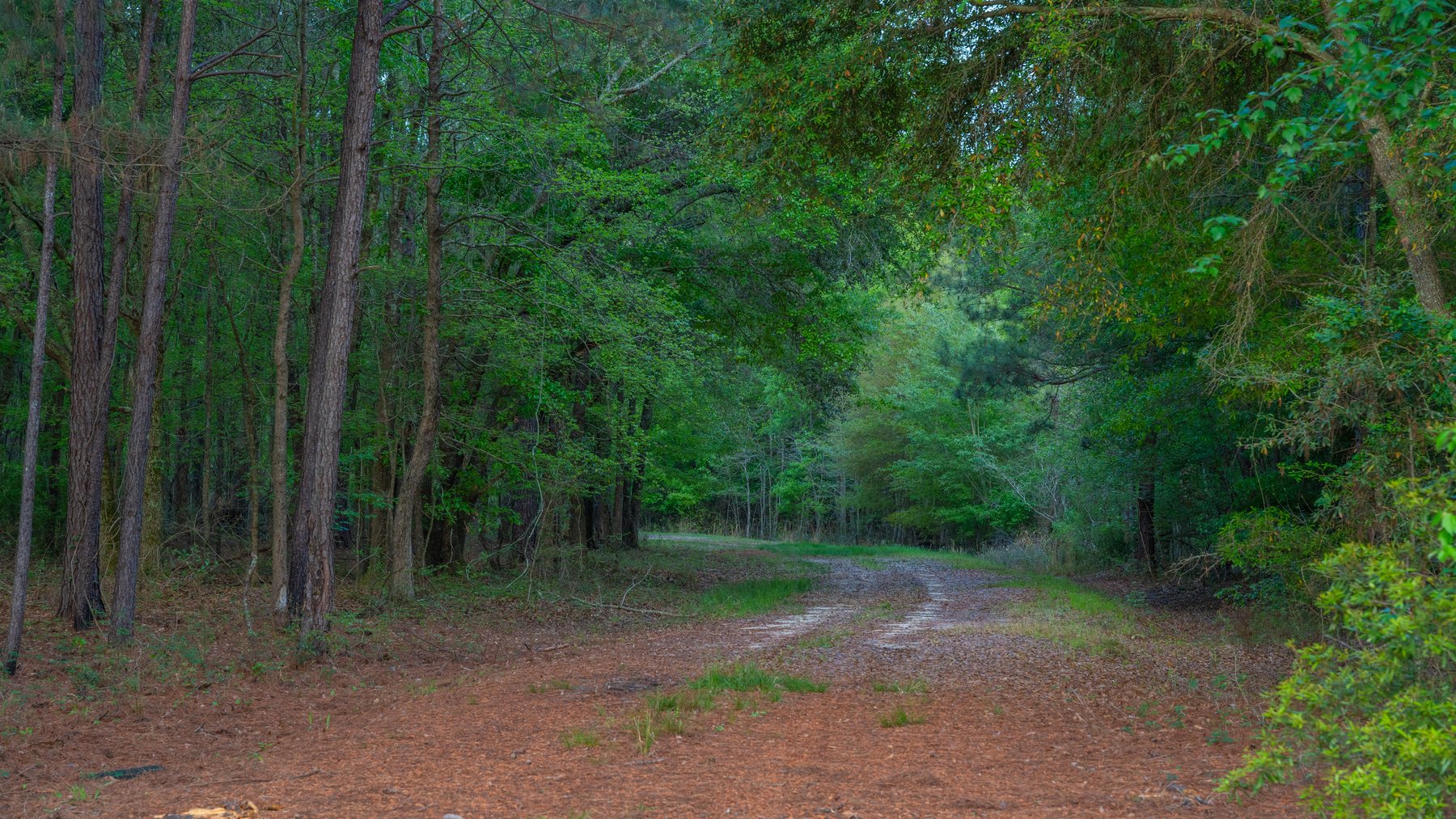 Image for Gregory Tract - Tison Estate - 333±  Total Acres - Premium Recreational Tract W/ Row Crop Farmland - Borders Aultman Forrest - Offered in Two Tracts