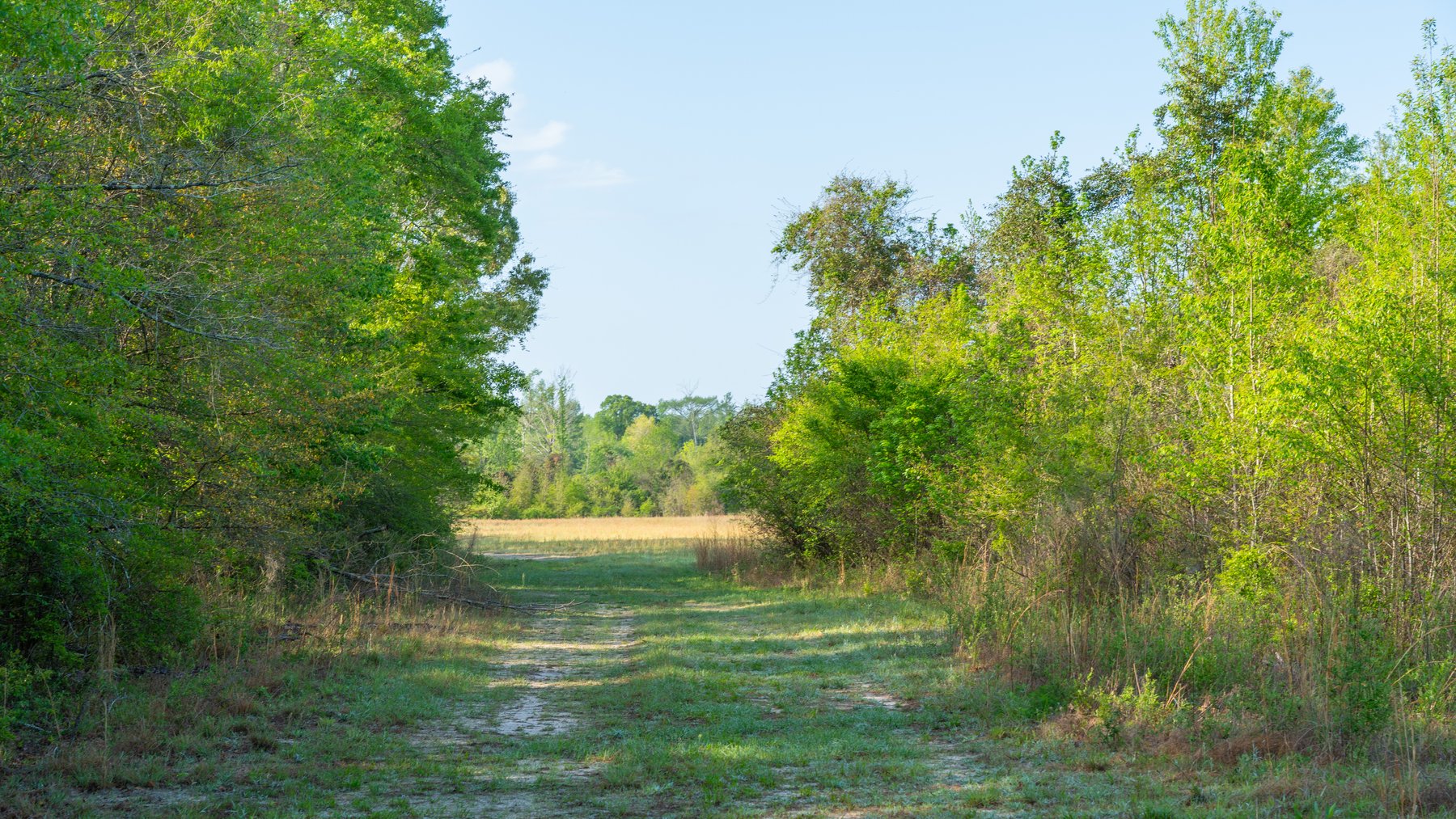 Image for Horsebarn Tract - Tison Estate - 258± Total Acres - Irrigated Row Crop Farm - Premium Recreational Tract - Offered in 2 Tracts