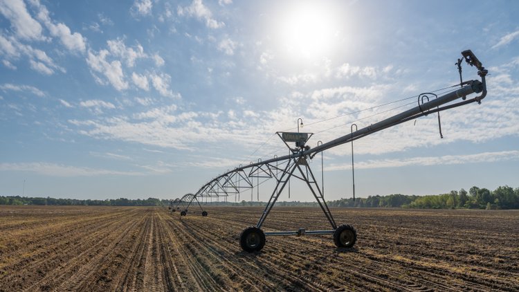 Image for Horsebarn Tract - Tison Estate - 258± Total Acres - Irrigated Row Crop Farm - Premium Recreational Tract - Offered in 2 Tracts