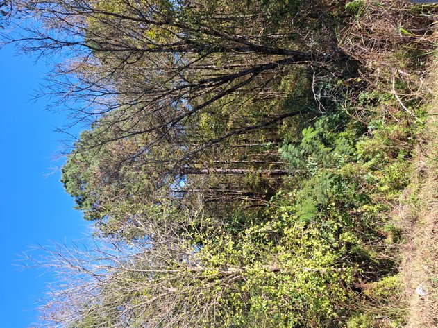 Image for Talladega, AL: 2 Parcels Totaling 63± Acres with 12 Surveyed Lots (Talladega County)