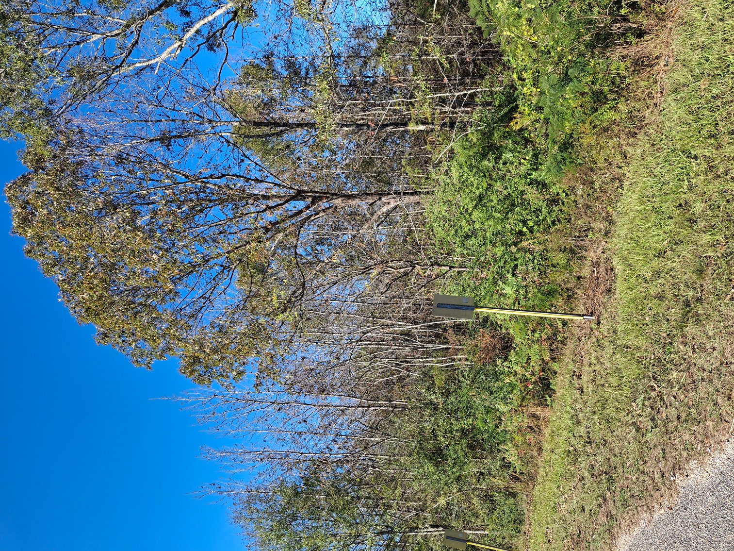 Image for Talladega, AL: 2 Parcels Totaling 63± Acres with 12 Surveyed Lots (Talladega County)