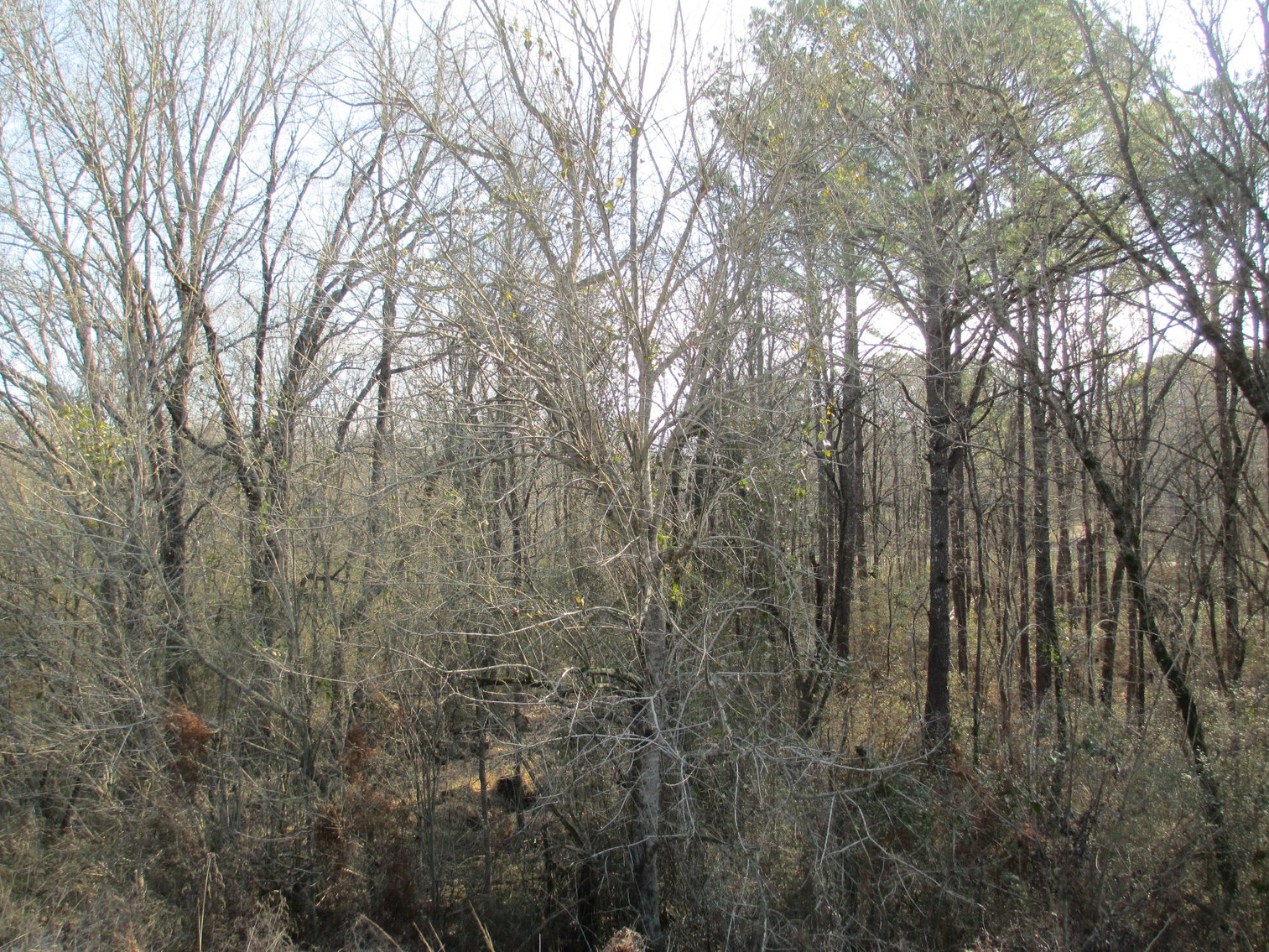 Image for Talladega, AL: 2 Parcels Totaling 63± Acres with 12 Surveyed Lots (Talladega County)