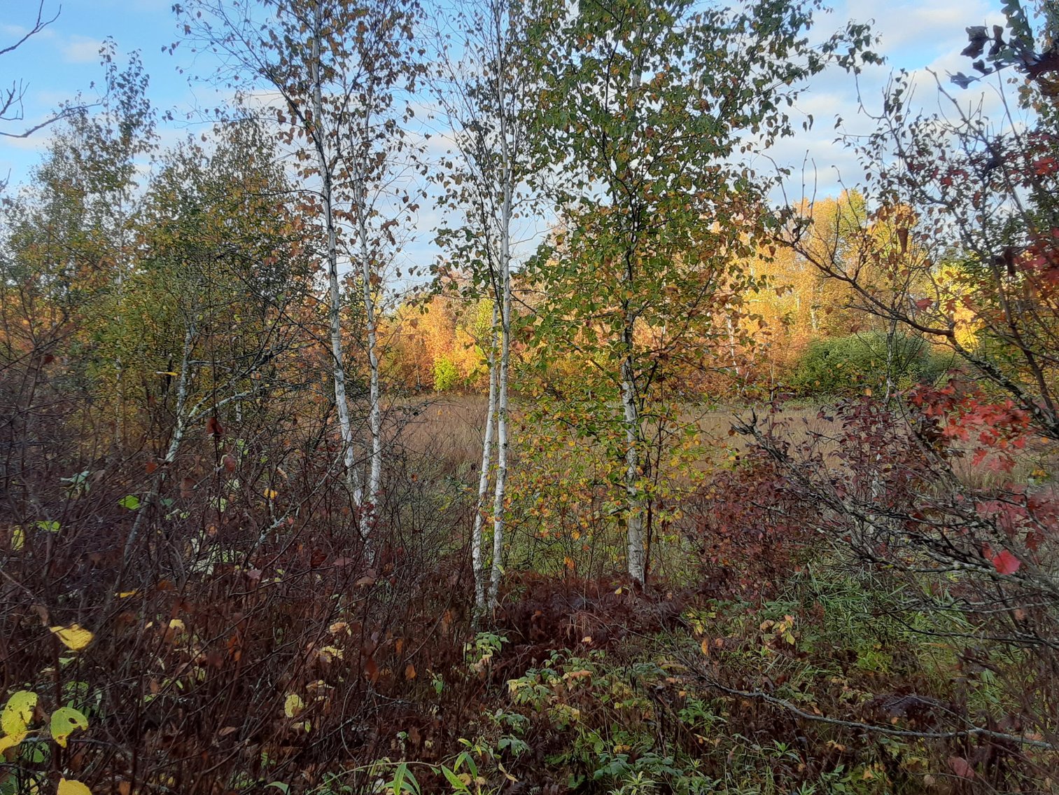 Image for Hunting/Recreation Land Hubbard County MN Auction