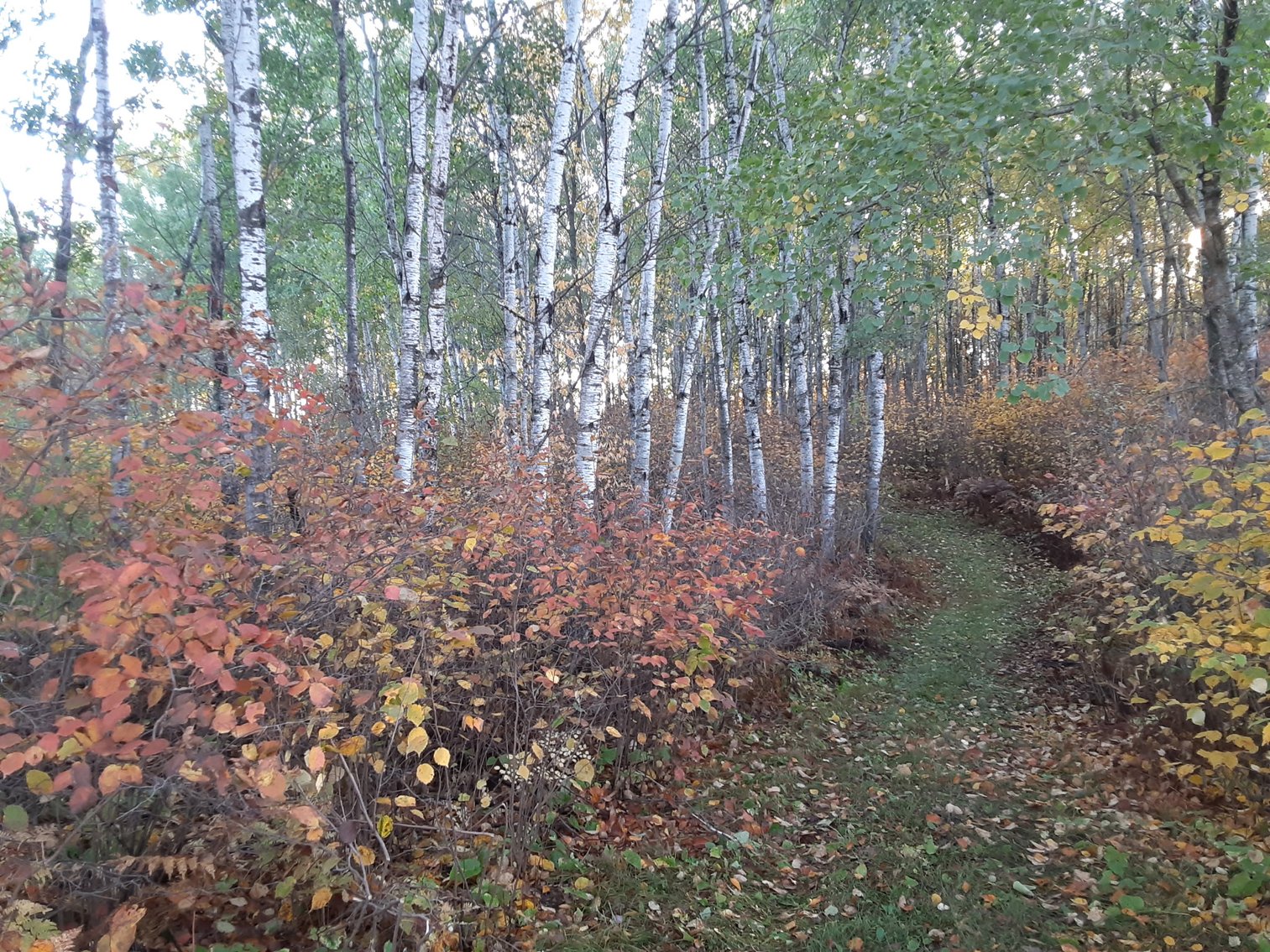 Image for Hunting/Recreation Land Hubbard County MN Auction