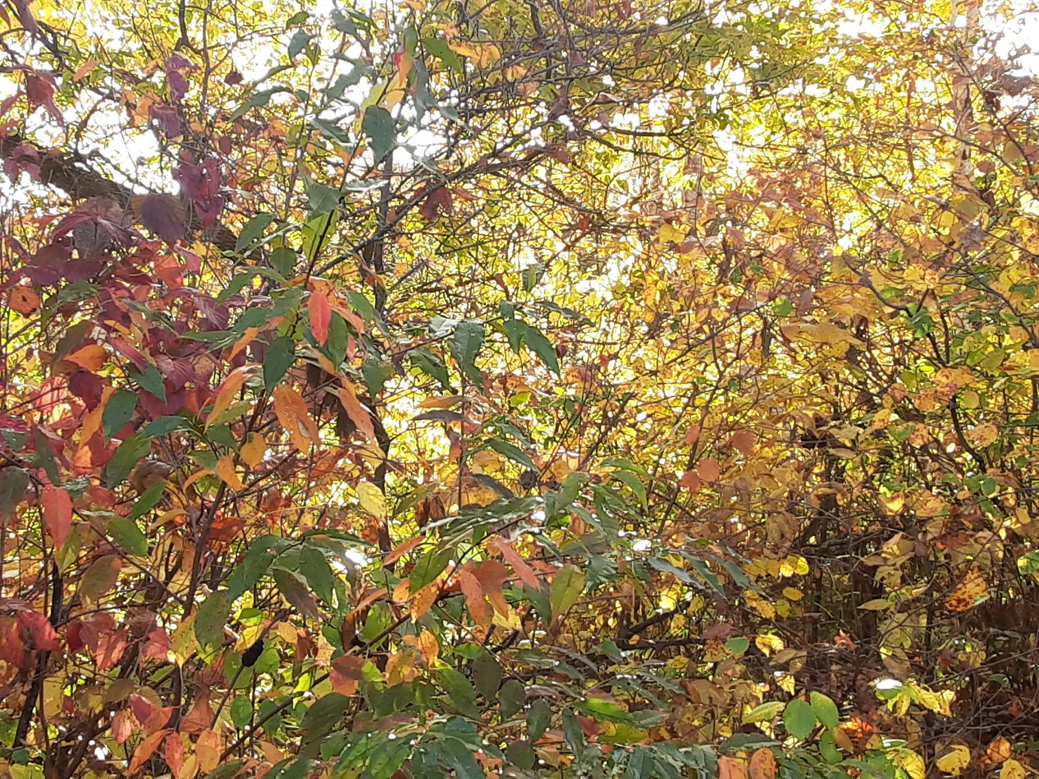 Image for Hunting/Recreation Land Hubbard County MN Auction