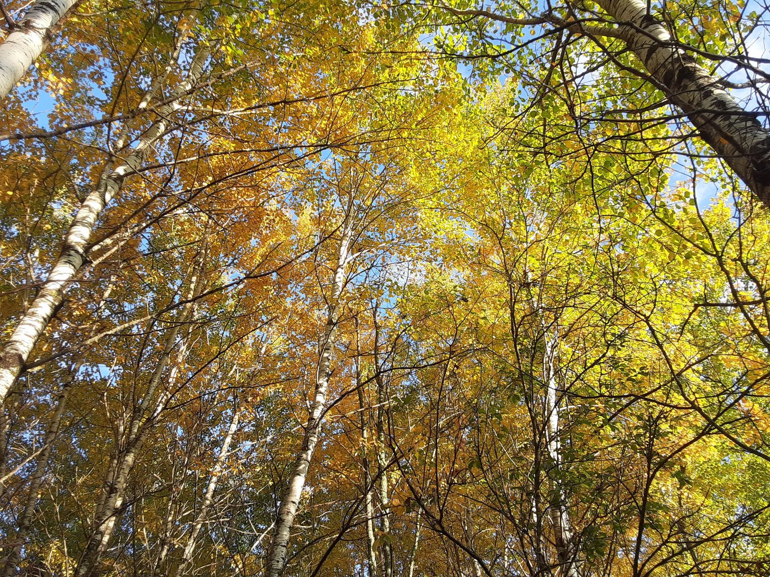 Image for Hunting/Recreation Land Hubbard County MN Auction
