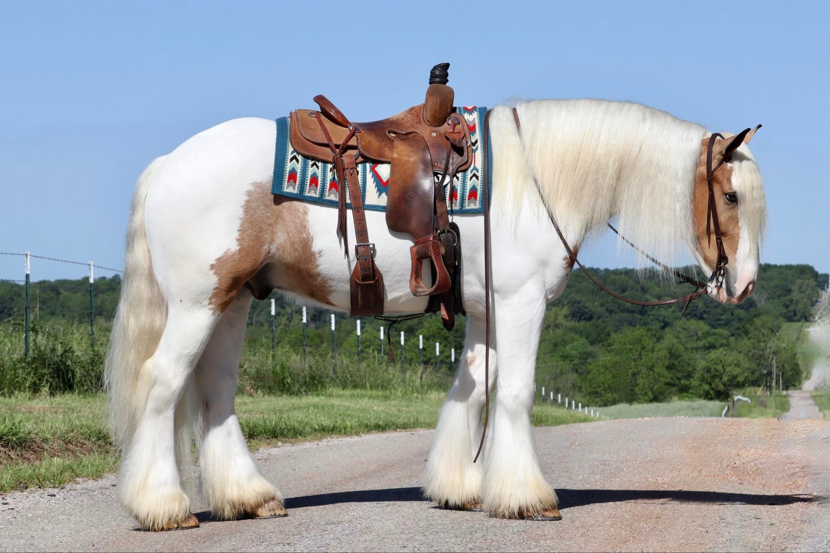 Image for Heartland Equine Spring Sale