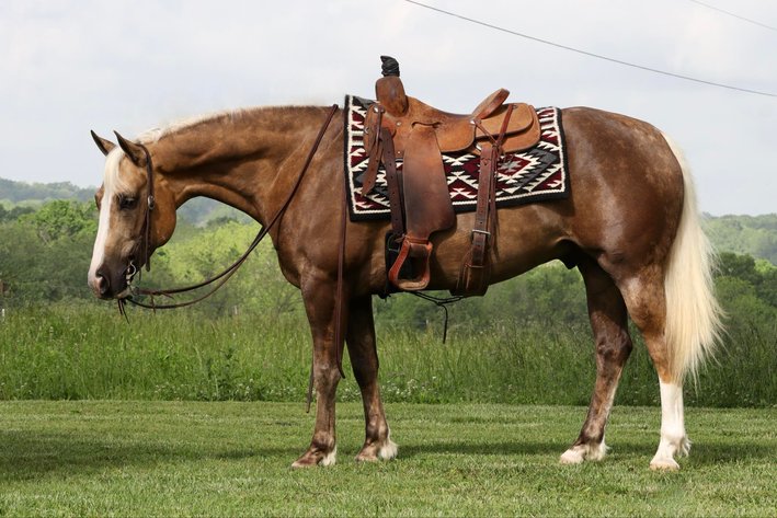 Image for Heartland Equine Spring Sale