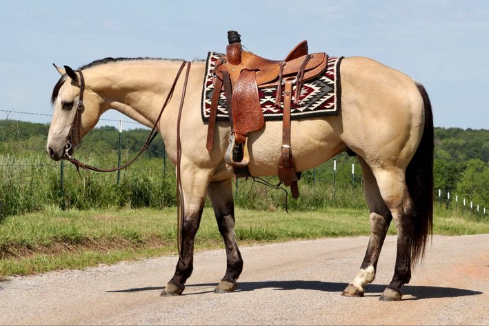 Image for Heartland Equine Spring Sale