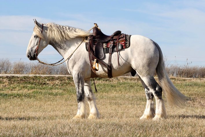 Image for Heartland Equine Spring Sale