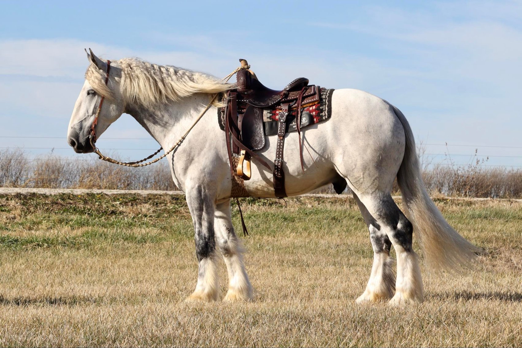 Image for Heartland Equine Spring Sale