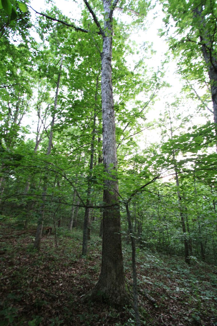 Image for Bollinger County 6 tracts BCR 924